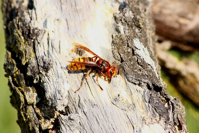 Vespa crabro